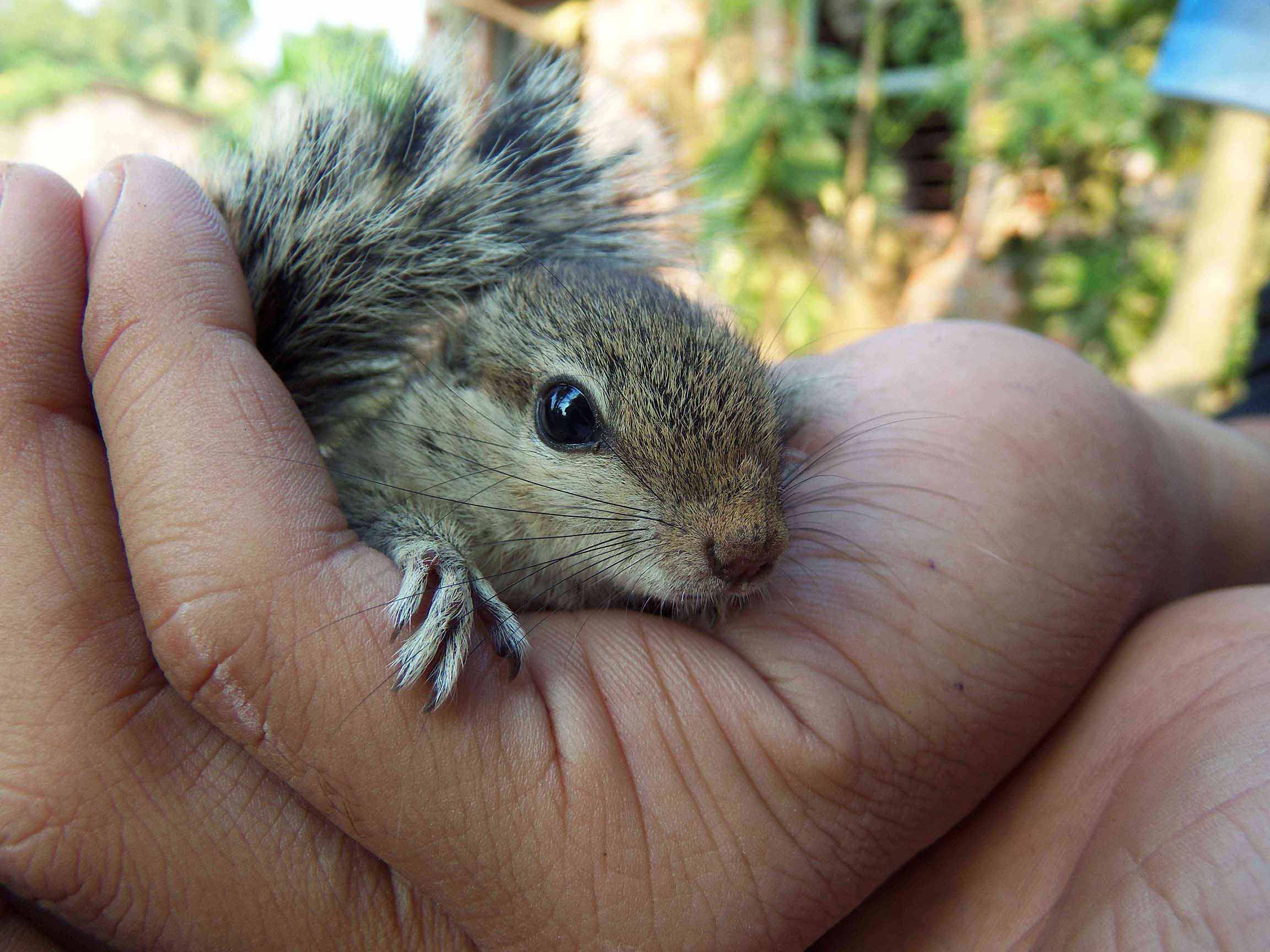 Wildlife Rescue & Conservation