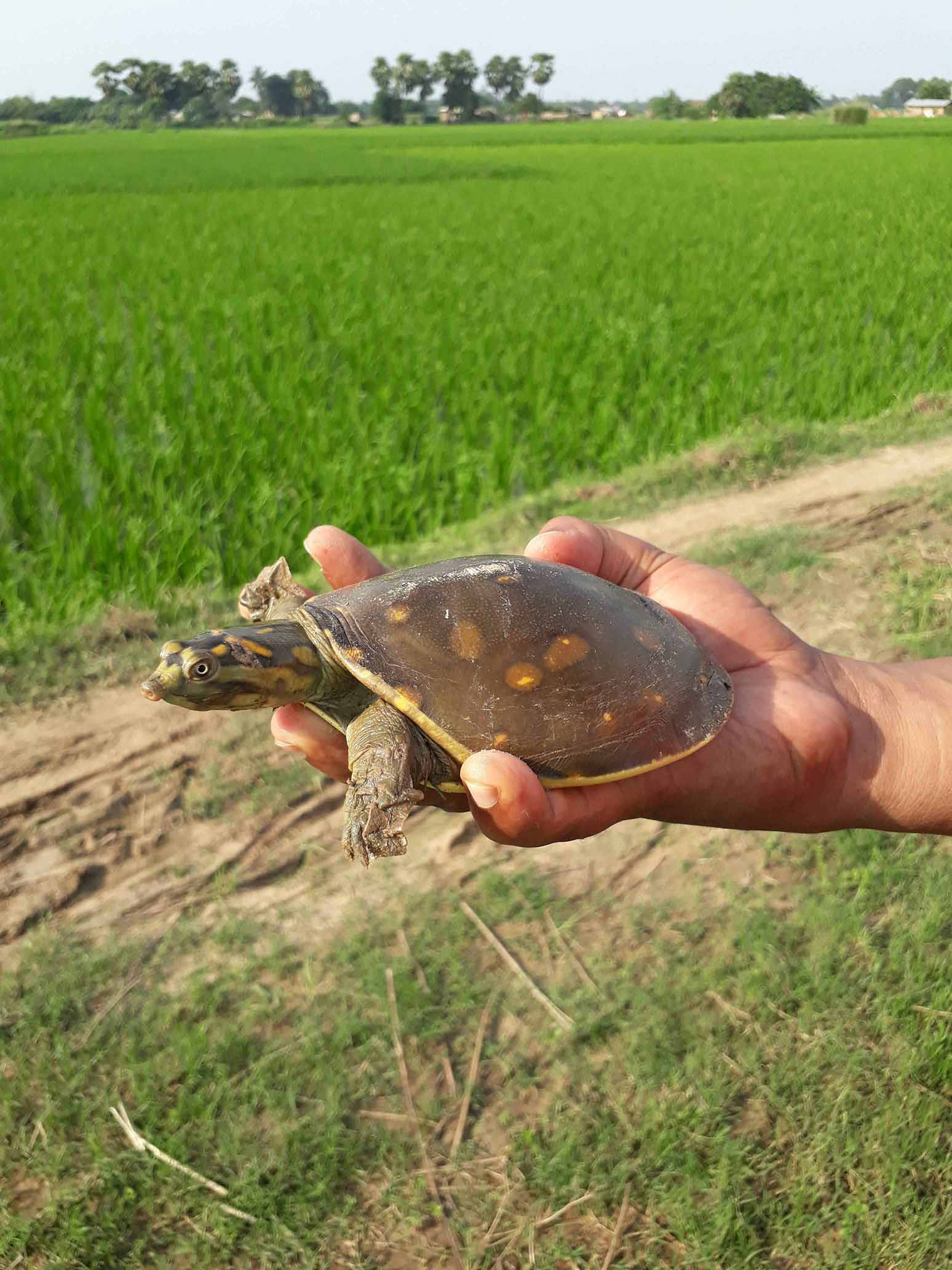 Wildlife Rescue